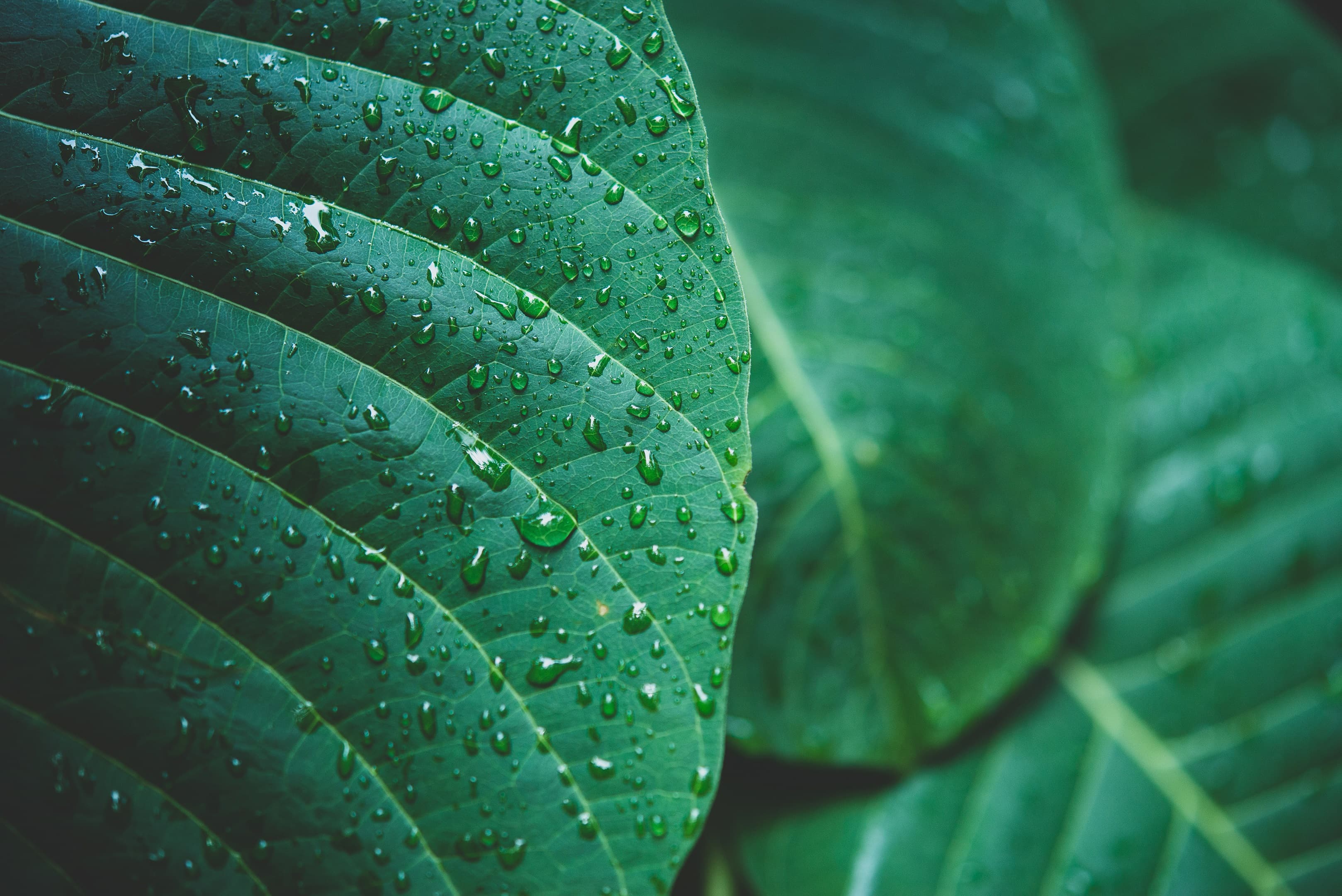 Folhas de planta verde com gotas d água com fundo desfocado