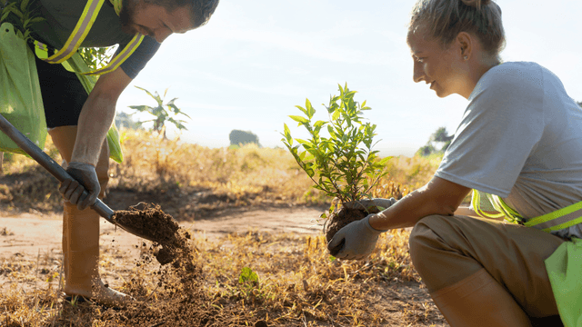 Por que apenas plantar árvores não resolve o problema das mudanças climáticas? - image