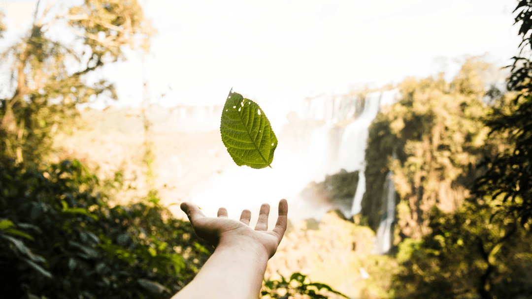 O que são Soluções Baseadas na Natureza? - image